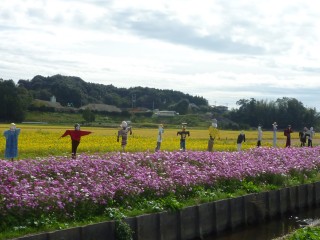 三川地区のヒマワリとコスモス