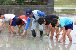 田植え体験をする小学生