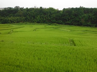 所領の緑の田園