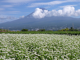 そば畑と富士山