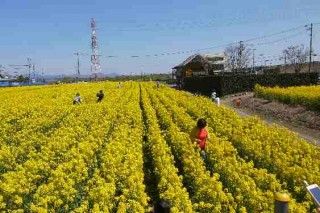 子供たちが菜の花とせいくらべをしていました
