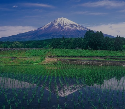 東部地域