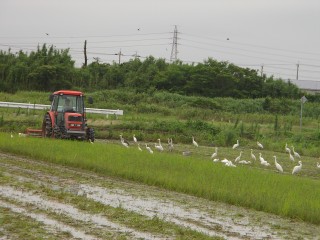 とうもんの里の生き物