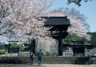 西山本門寺の黒門と桜