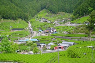 集落が萌黄色、新茶の季節