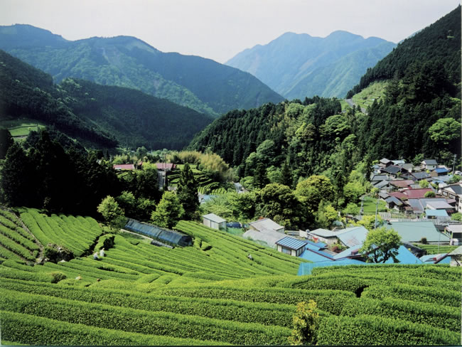 有東木（静岡市葵区）