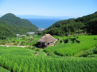 駿河湾を望む石部の棚田