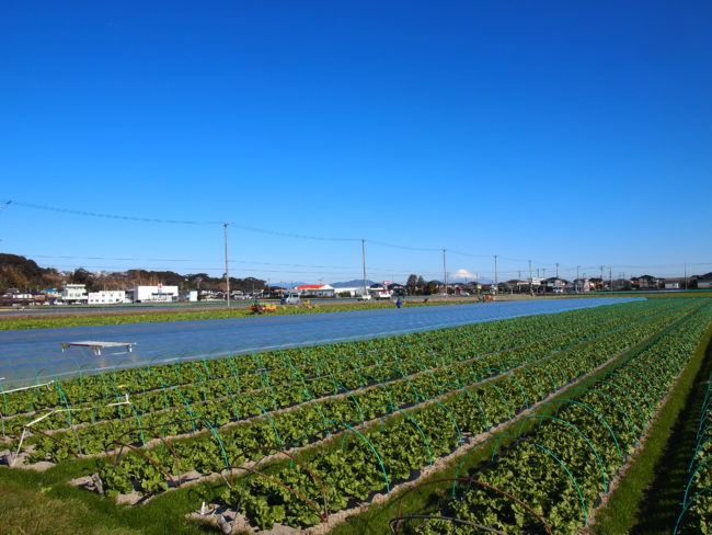 吉田たんぼ（榛原郡吉田町）