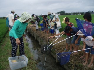 とうもんの里　田んぼの生き物調査