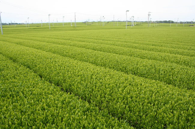 菅山原（牧之原市）