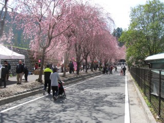 川根本町「徳山桜まつり」