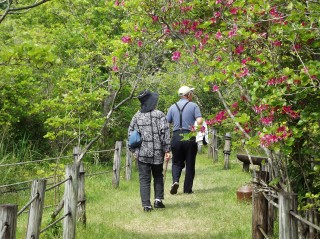 渋川つつじ公園のシブカワツツジのトンネル