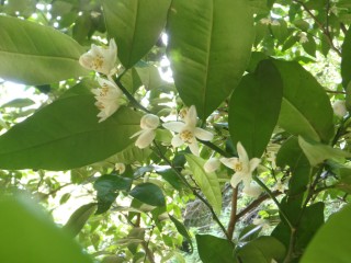 戸田のタチバナの白い花