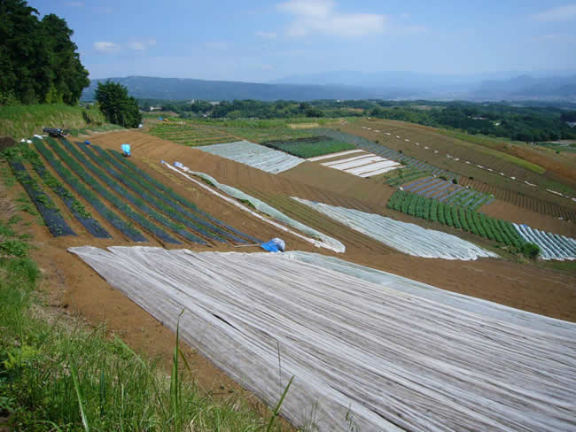 三島箱根西麓地区のモザイク模様