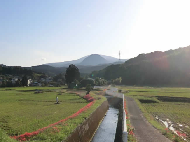 伊東市十足（とおたり）の彼岸花