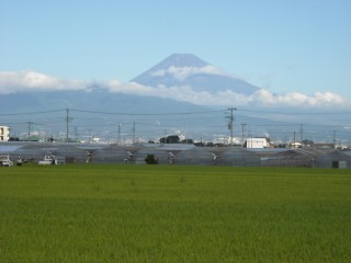 韮山のいちごハウスと富士山