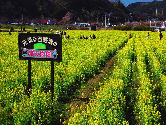 南伊豆町日野の菜の花畑