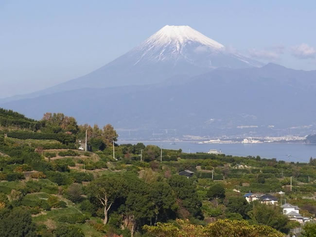 寿太郎みかんのふるさと西浦から望む富士山