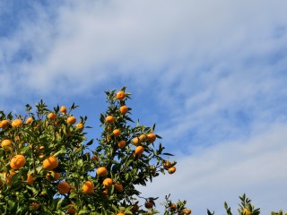 西浦ミカン収穫の援農ボランティア