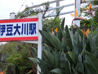 大川駅のストレチアの花