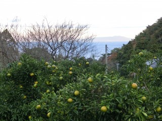 大川のミカン畑の向こうの海