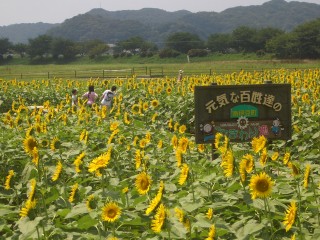 南伊豆町　日野のヒマワリ畑