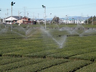 茶畑にスプリンクラーでの散水