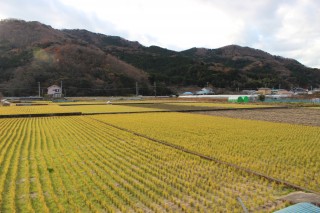 西伊豆町中地区の田園風景