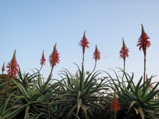 西伊豆町中のアロエの花