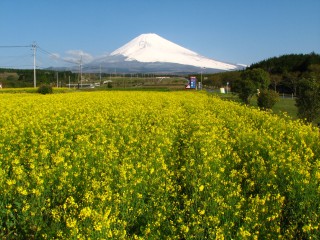裾野市パノラマロードの富士山と菜の花