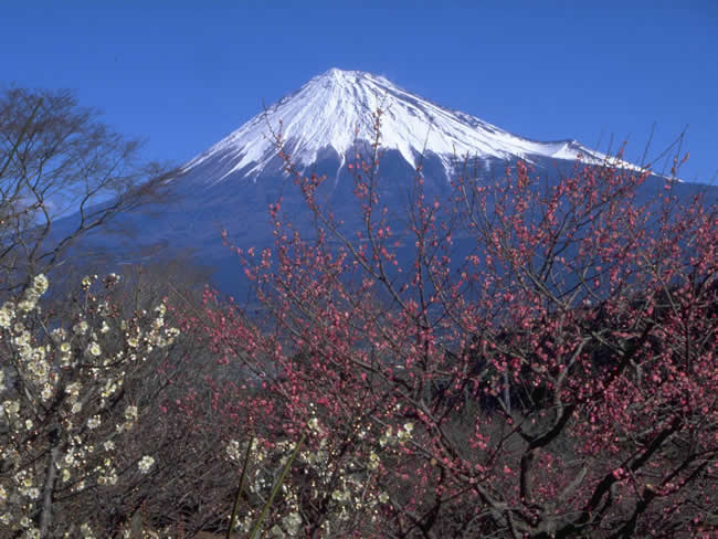 岩本山公園の梅と富士山