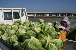 冬レタスの一大産地、森町