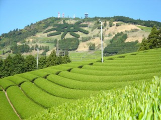 茶文字の里　東山（掛川市）