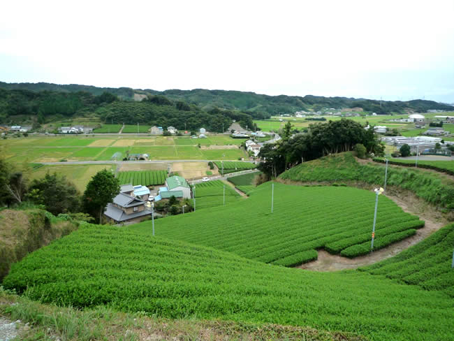 カカシ祭りの里 新野 （かかしまつりのさと にいの）