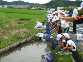 中川地区のビオトープ