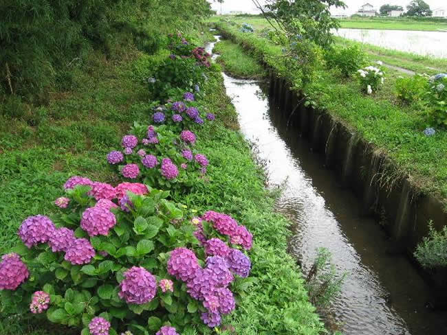 新所水とみどりのプロジェクト（湖西市）