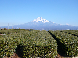 お茶畑からの富士山