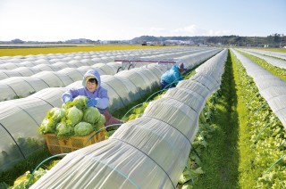 50年の歴史ある吉田のレタス栽培収穫