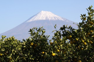 岩本山からのミカンと富士山