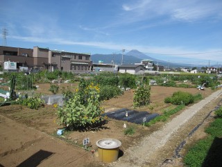 久米田の市民農園