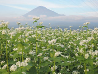 そば畑と富士山（第３回農村の魅力フォトコンテスト佳作）