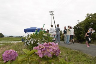 農道沿い約２Kmのあじさい並木