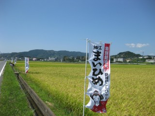 特別栽培米「細江まいひめ」