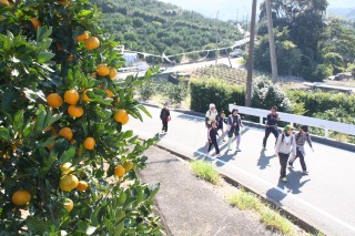 みかん園農道三ヶ日ウォーク