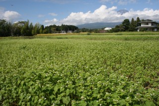 御殿場市西沢水系白いそばの花畑越しの富士山