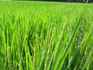 歴史ある水田地帯の美味しいお米