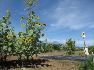 久米田の市民農園のヒマワリと富士山