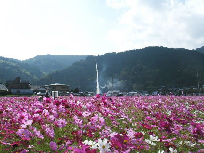 藤枝市殿地区の朝比奈大龍勢とコスモス