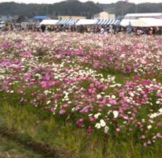 茶畑と花々にほっとくつろぐ風景