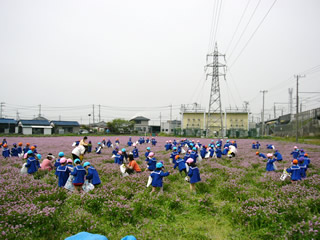 レンゲ畑も広がります